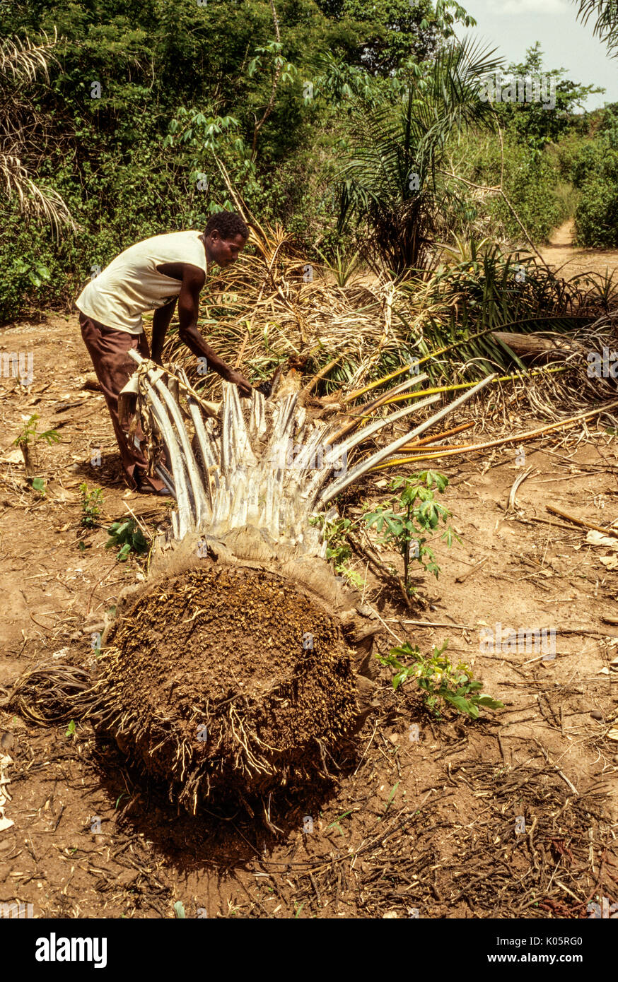 Côte d'Ivoire, Elfenbeinküste, Westafrika. Phasen der Palm Wein: Baole Mann Vorbereitung der gefallenen Palm zu tippen. Lolobo Dorf, Côte d'Ivo Stockfoto