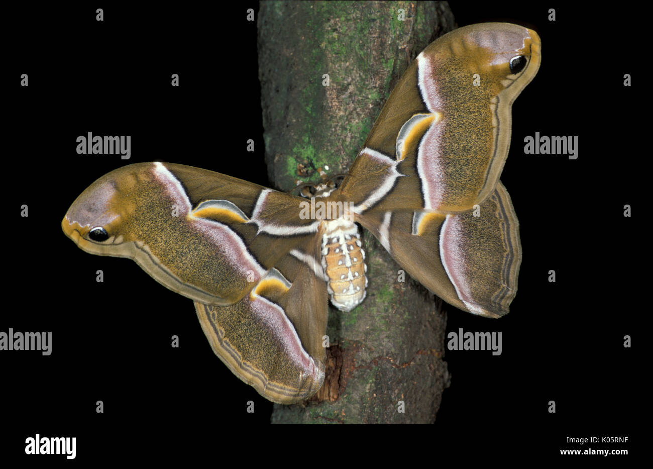 Amerikanische Ailanthu Motte Ailanthus silkmoth, Nordamerika, Erwachsene mit Flügeln öffnen Stockfoto