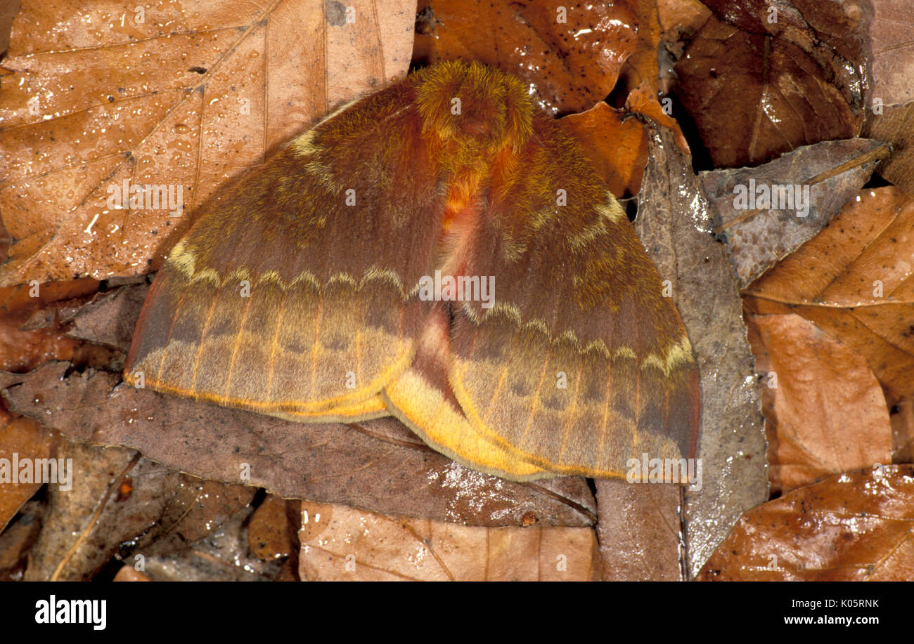 Bulls Eye Silk Moth, Automeris io, Nordamerika, getarnt auf Blattsänfte, bevor Auge Flecken auf underwings Stockfoto