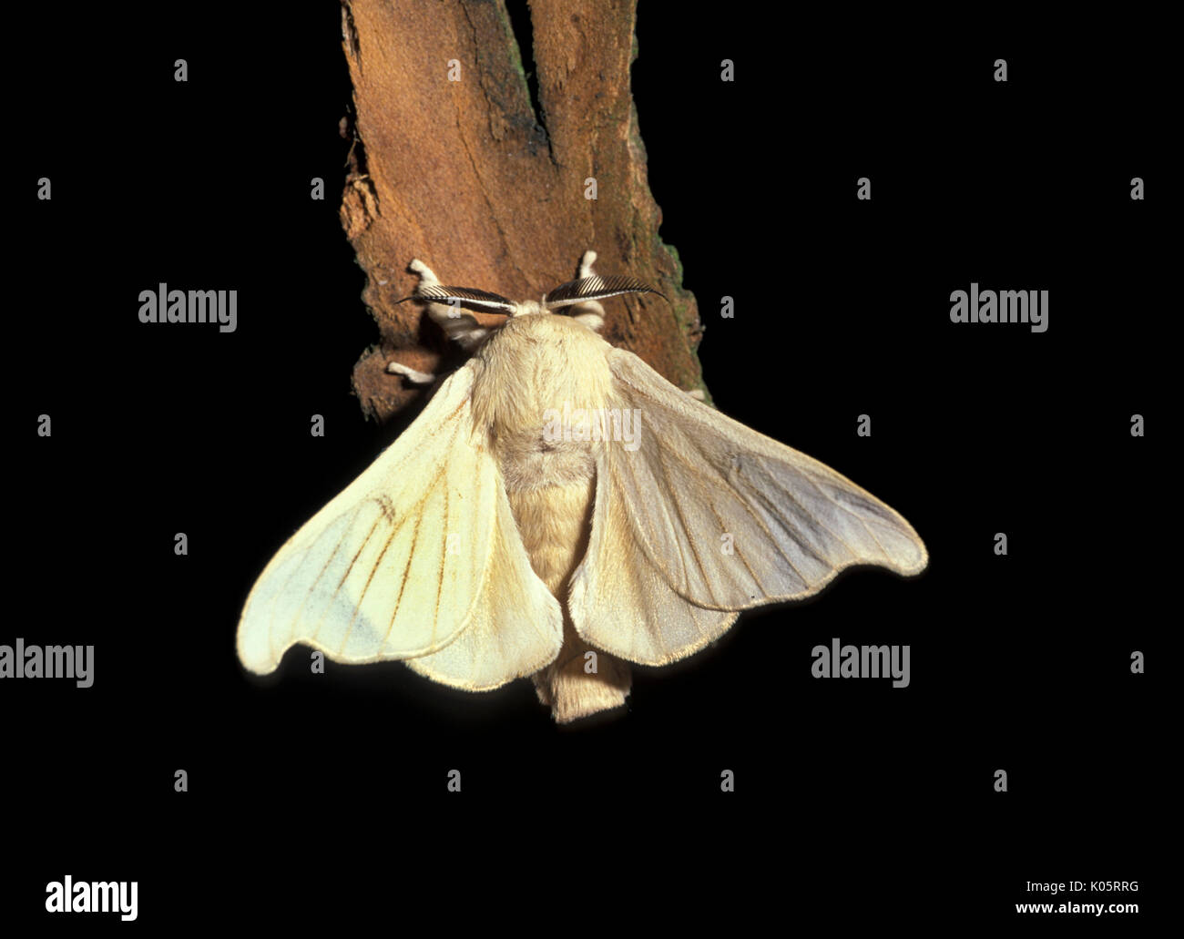 Silk Moth, Bombyx mori, Erwachsener, Stockfoto