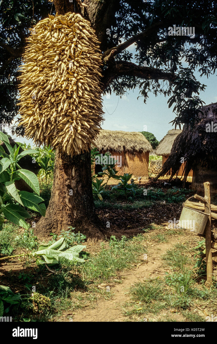 Côte d'Ivoire, Elfenbeinküste, Tabakala Village, West Afrika. Mais Trocknen in der Luft. Stockfoto