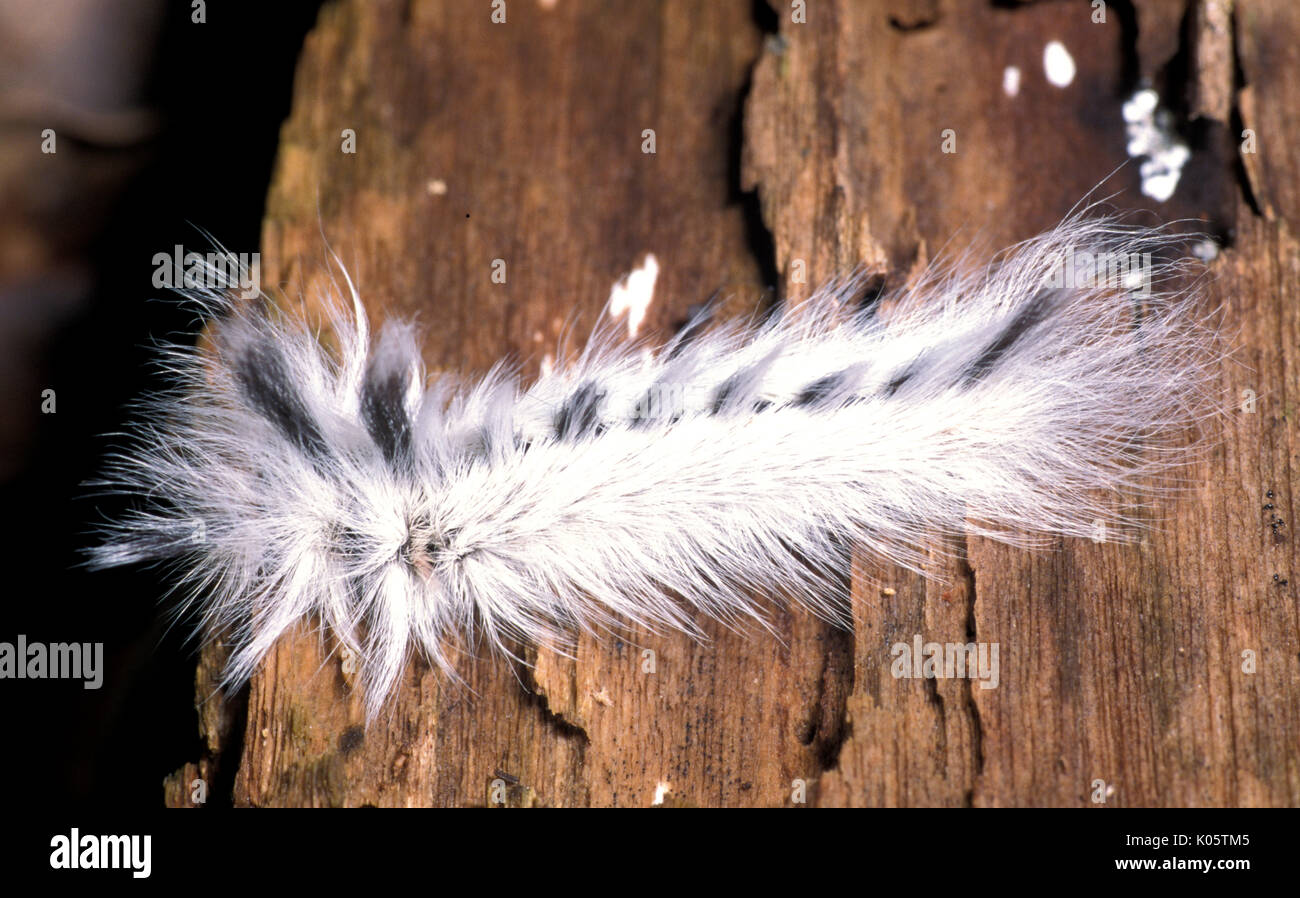 Saturniid Motte Caterpillar, Peru, feine Haare machen es schwierig für parasitäre Wespen, Eier zu legen, weißen, flauschigen, Stockfoto