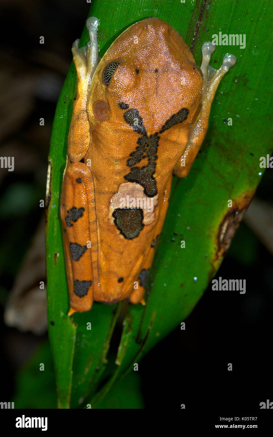 Gladiator Laubfrosch, Hyla Boans, Iquitos, Peru, Dschungel, Amazon, große  Frosch auf Blatt, orange und braun Muster Farben, riesige Augen haben  nictitating mem Stockfotografie - Alamy