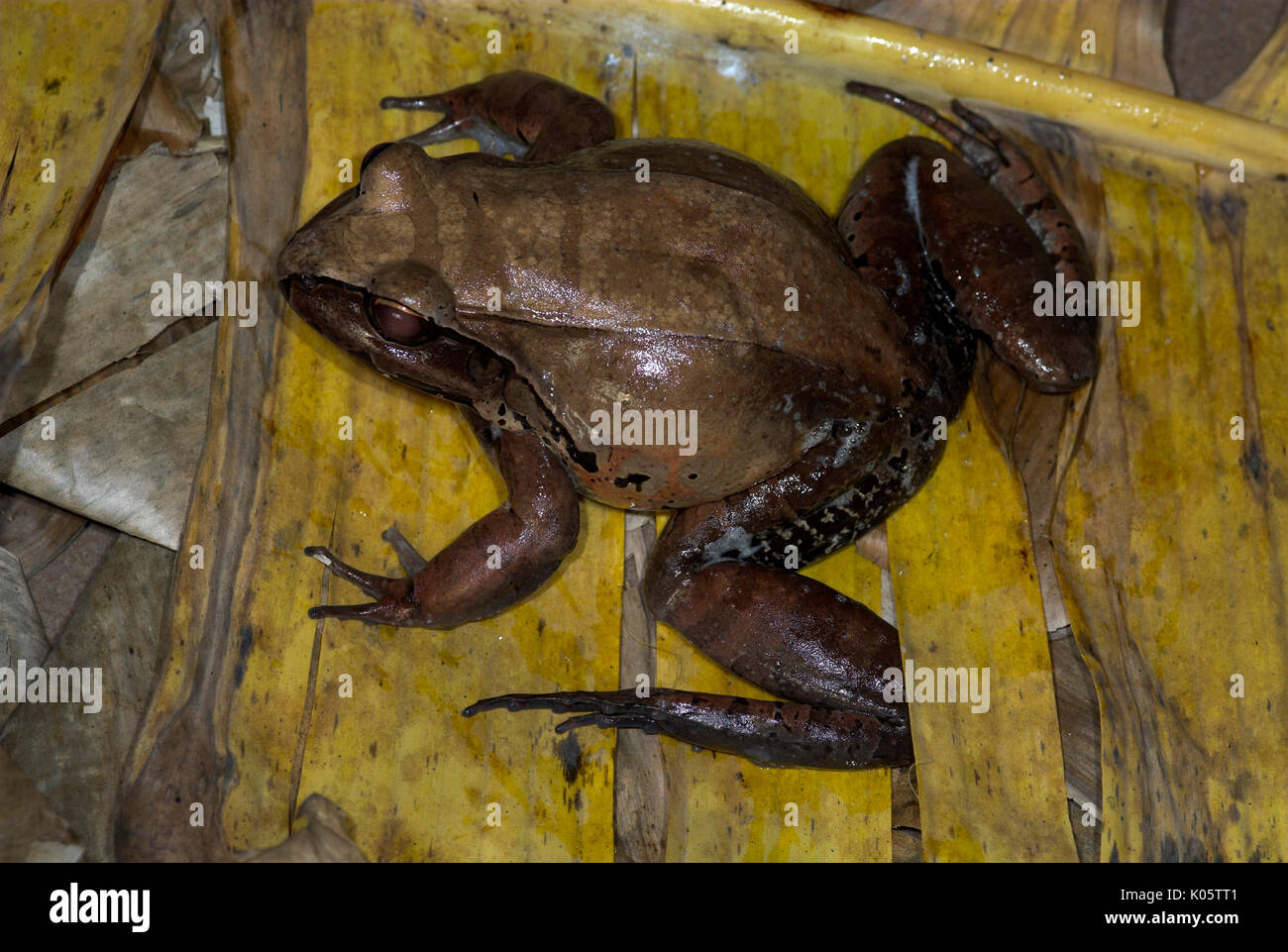 Smoky Dschungel Frosch, Leptodactylus pentadactylus, Iquitos, Nordperu, große Frosch, terrestrisch, im Urwald, nächtliche, gibt Sekretion whi Stockfoto