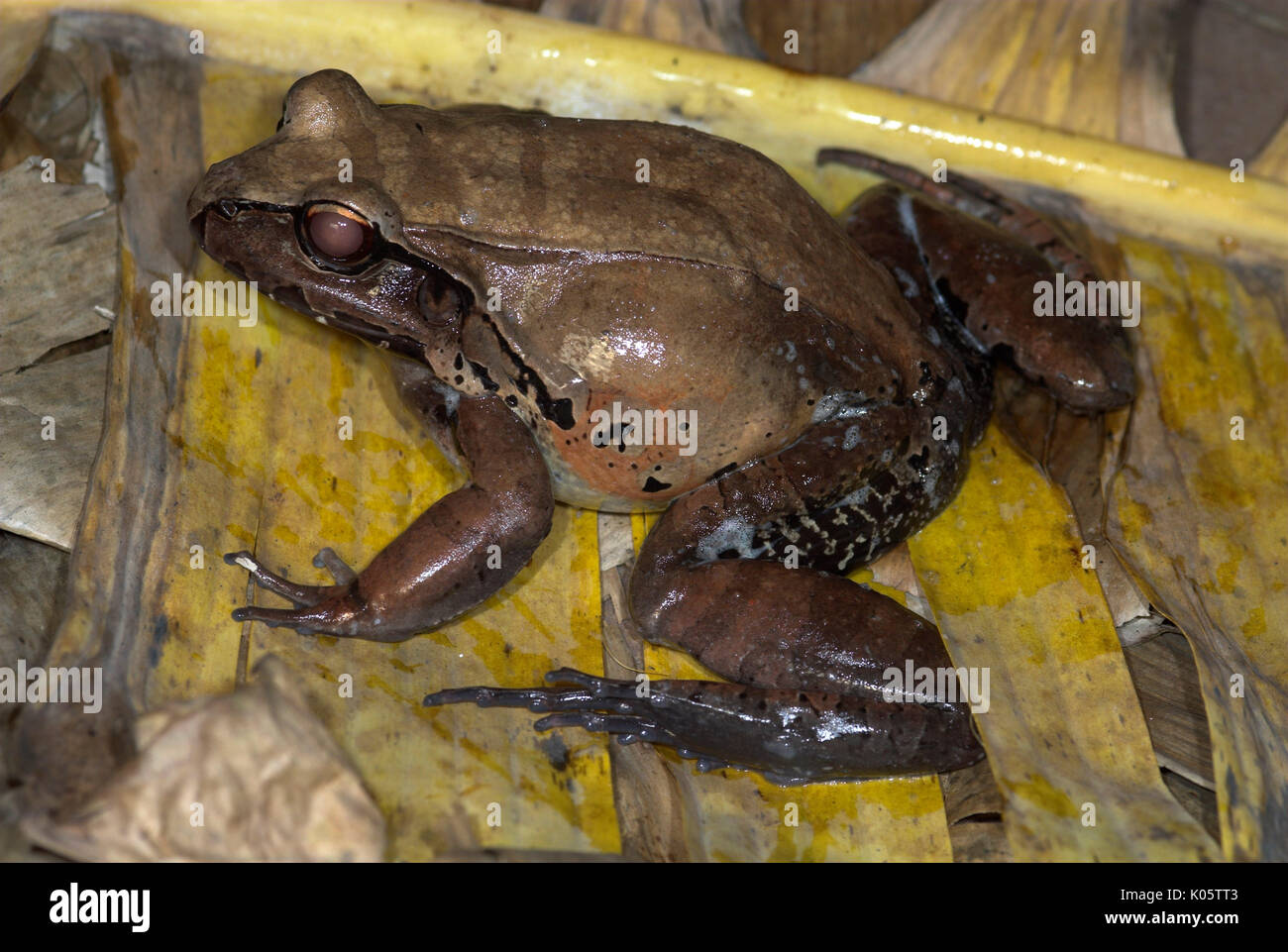 Smoky Dschungel Frosch, Leptodactylus pentadactylus, Iquitos, Nordperu, große Frosch, terrestrisch, im Urwald, nächtliche, gibt Sekretion whi Stockfoto