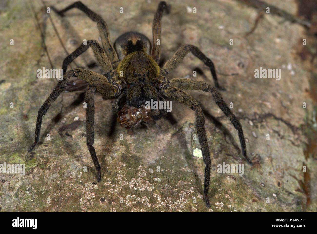 Wolf Spider, Familie Lycosidae, Manu Peru, Dschungel, Amazon, auf Blatt, Fütterung auf Beute, Kricket, Insekt Stockfoto