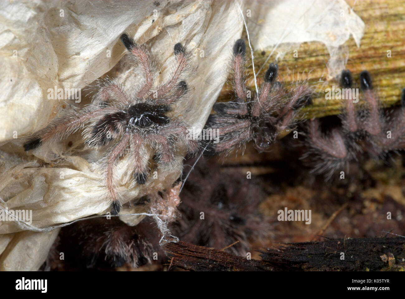 Baby Pink Toed Tarantula Spinnen, Avicularia sp., von Nest anmelden,  Iquitos, Peru, Dschungel, Amazon, auf Baumstamm, behaart, lange Beine, roten  Rumpf Bauch, Yo Stockfotografie - Alamy