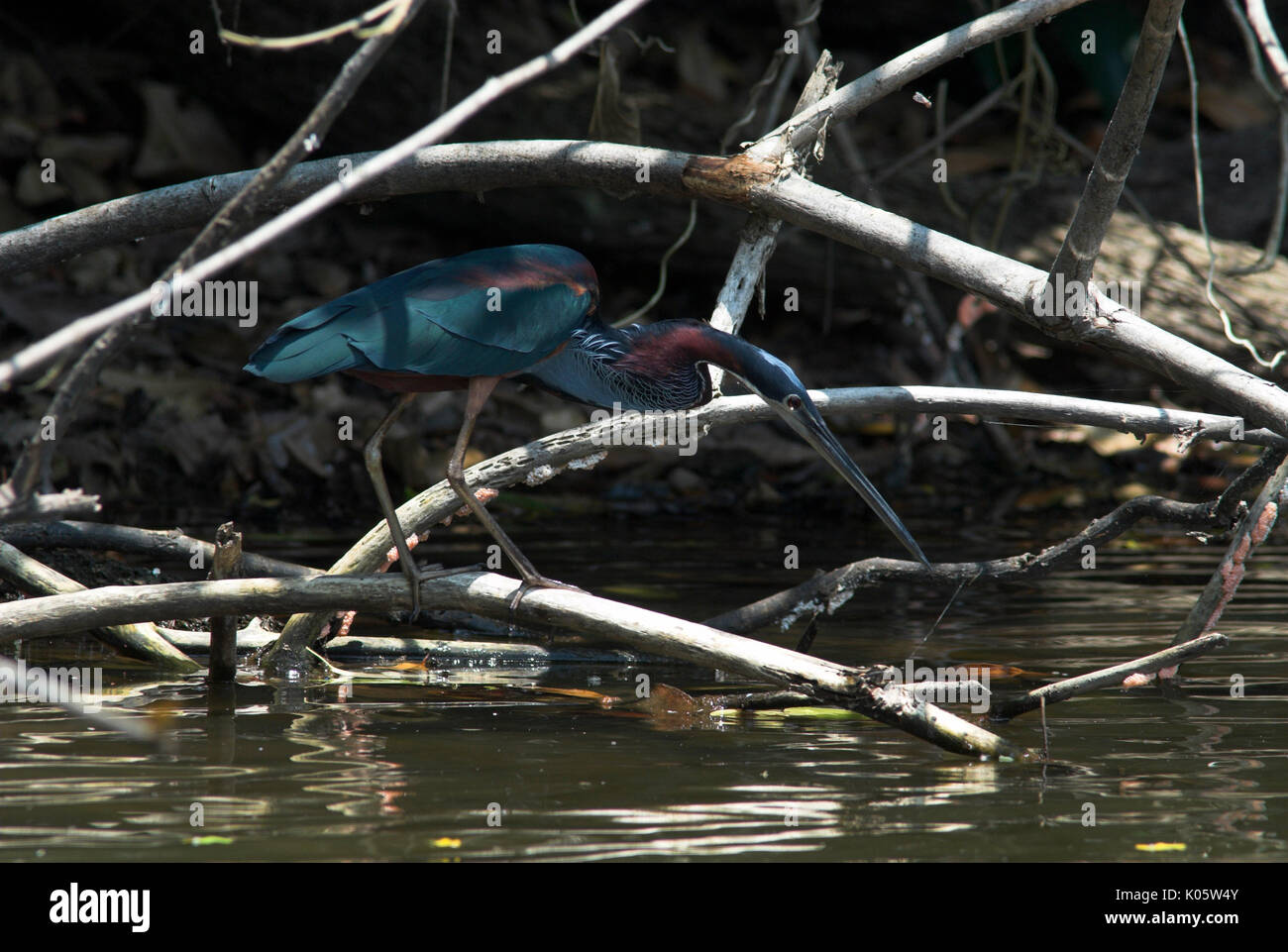 Agami Heron, Agamia agami oder Chestnut-bellied Reiher, Cocha Salvador, Angeln am Rande des Sees, Manu, Peru, Amazonas Dschungel, bunt, Südamerika. Stockfoto