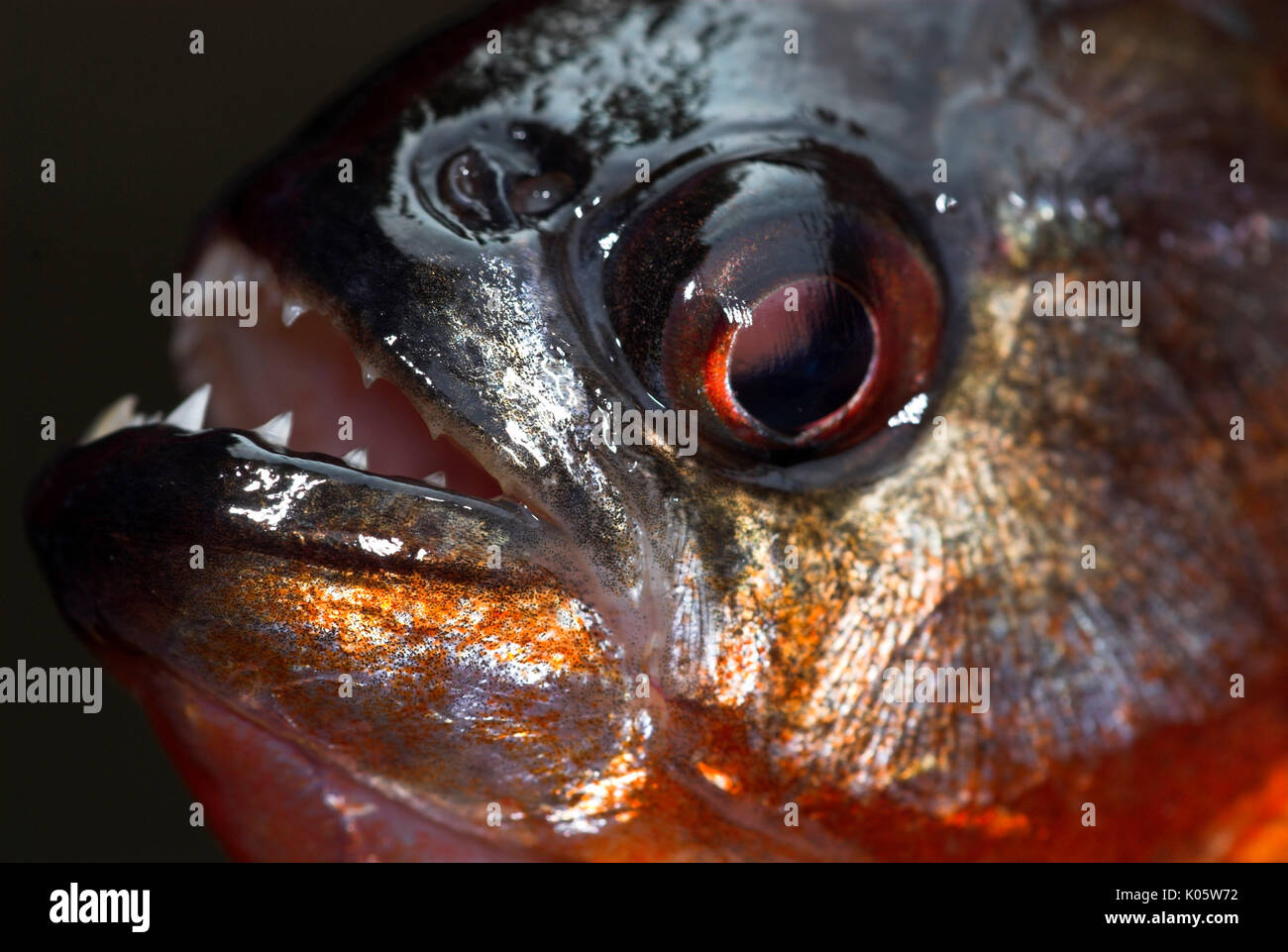 Red Piranha fischen, Serrasalmus nattereri, schließen die oben offenen Zangen und scharfe Zähne, Nauapa Fluss, Iquitos, Peru. Stockfoto