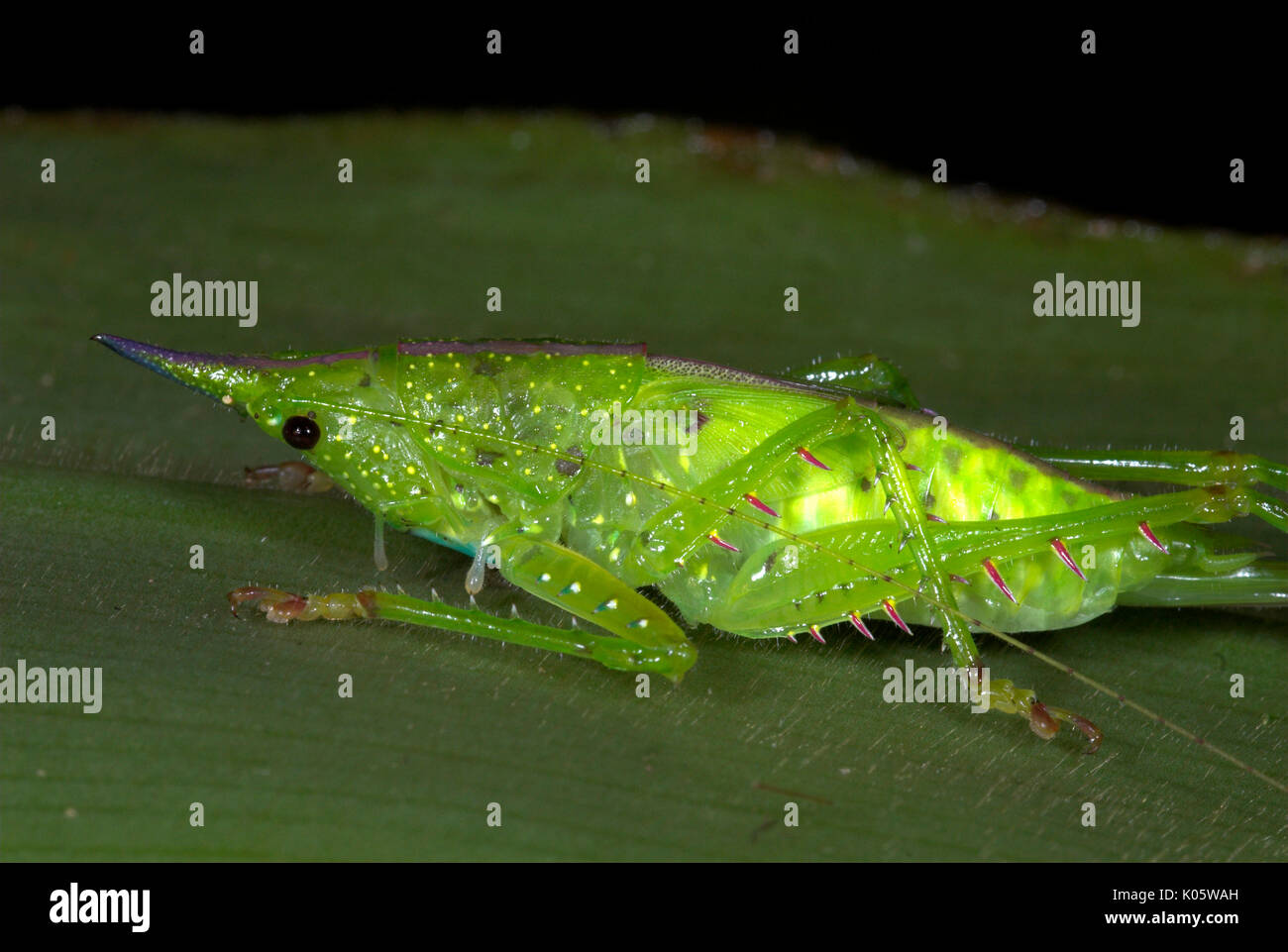 Pfeilspitze, Katydid Copiphora sp., Manu, Peru, auf Blatt, Dschungel, Grün,. Stockfoto