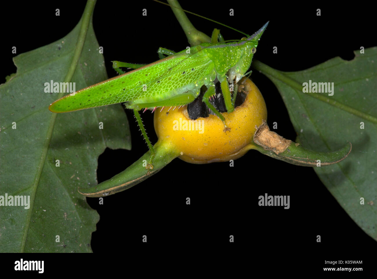 Pfeilspitze, Katydid Copiphora sp., Manu, Peru, Fütterung mit Obst, Dschungel, Grün,. Stockfoto