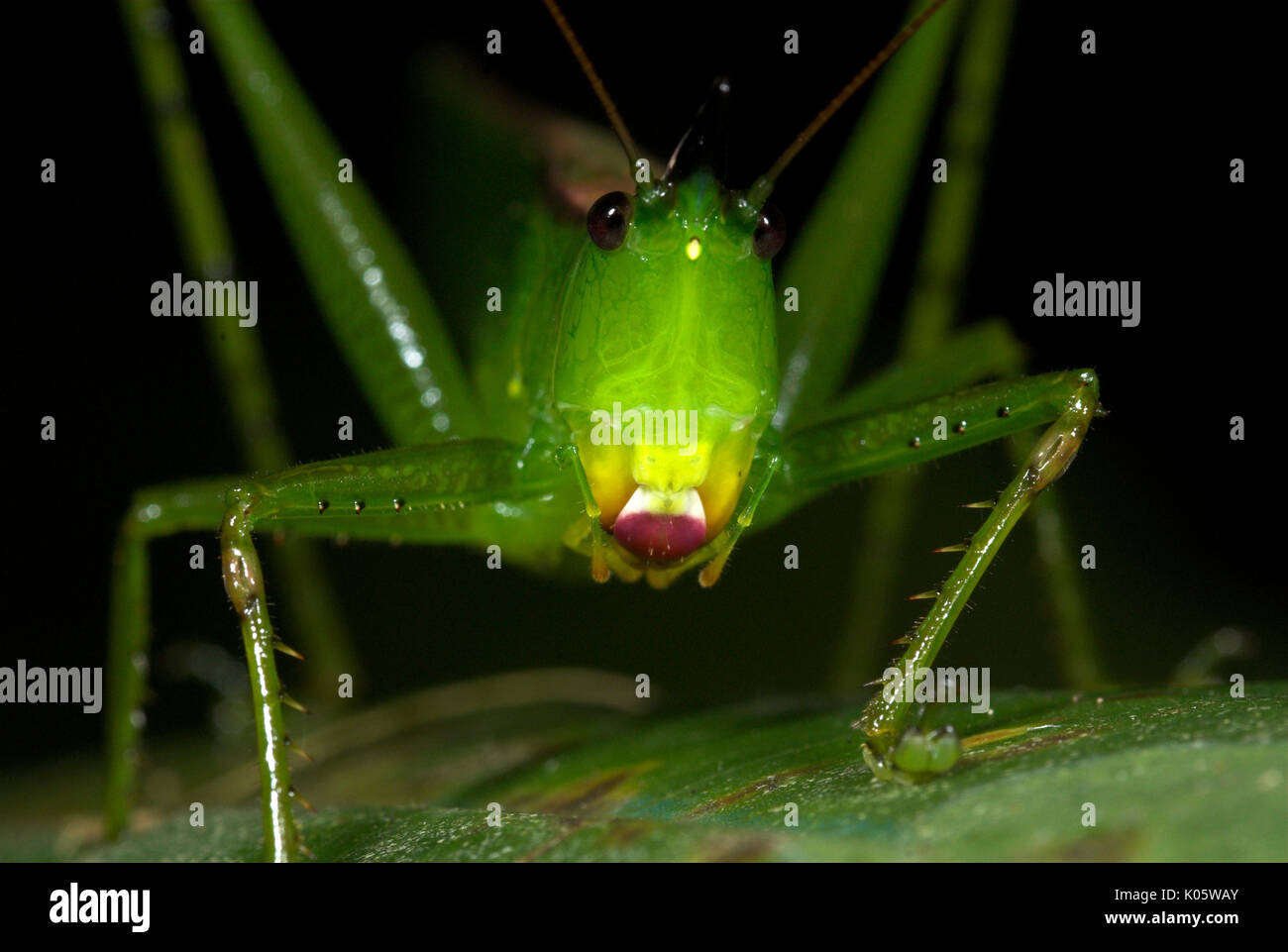 Pfeilspitze, Katydid Copiphora sp., Manu, Peru, Dschungel, auf Blatt, Portrait. Stockfoto