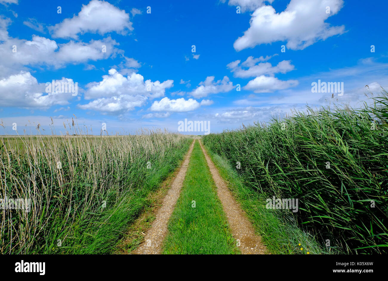 Track auf cley Nature Reserve, North Norfolk, England Stockfoto