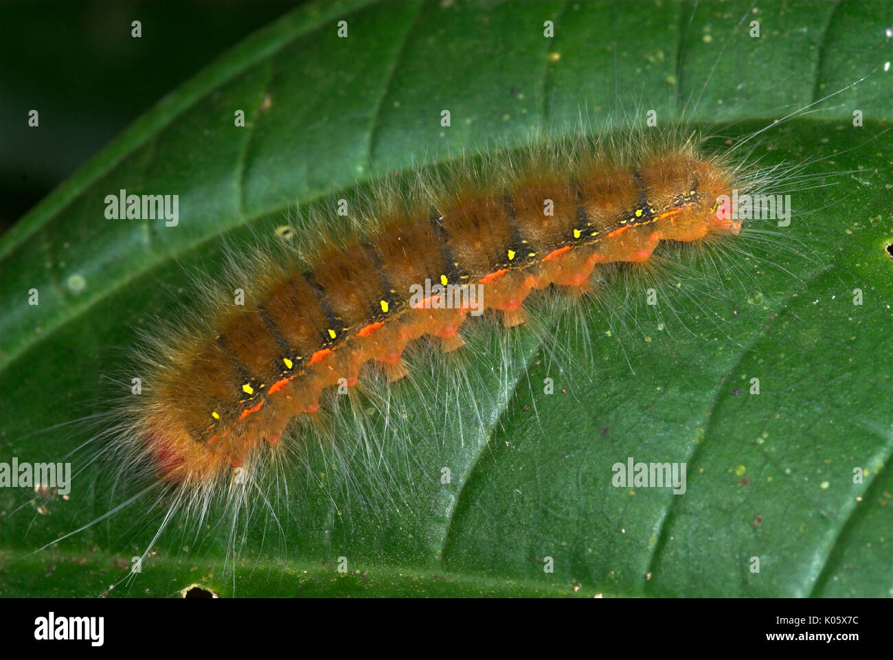 Motte, Caterpillar, arctiidae Arten, Manu, Peru, Amazonas Dschungel, orange braun mit störenden Härchen. Stockfoto