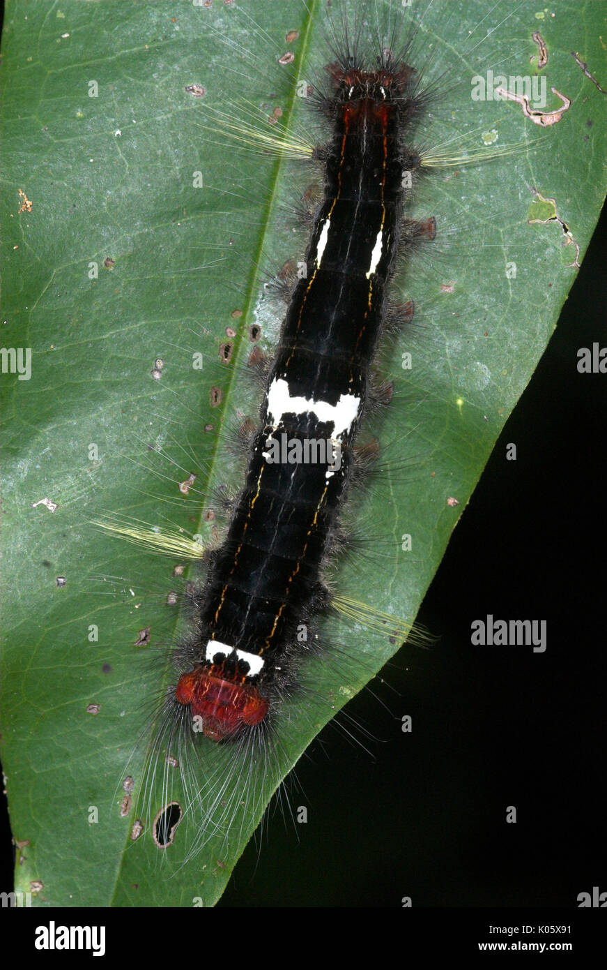Caterpillar, Arten unbekannt, auf Blatt mit urticating Haare, Manu, Peru, Amazonas Dschungel, lepidopterism, Schwarzer body mit roten und gelben Streifen. Stockfoto