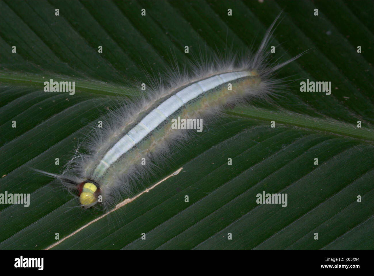 Motte, Caterpillar, auf Blatt mit urticating Haare, Manu, Peru, Dschungel, weiß, störende Haare, flauschige, lepidopterism. Stockfoto