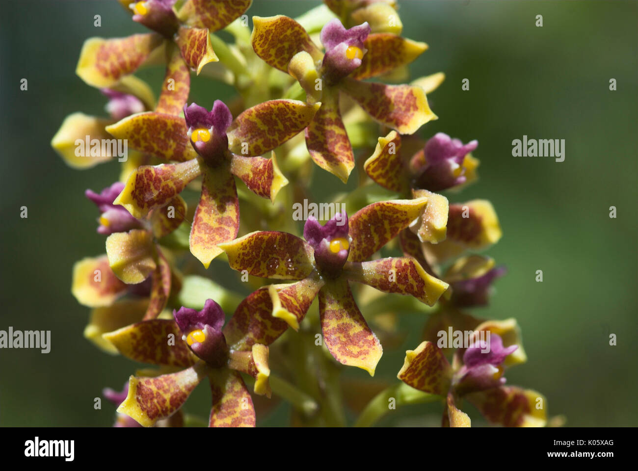 Orchidee, Peru, tropischen Dschungel, Rosa, Braun und Gelb Stockfoto