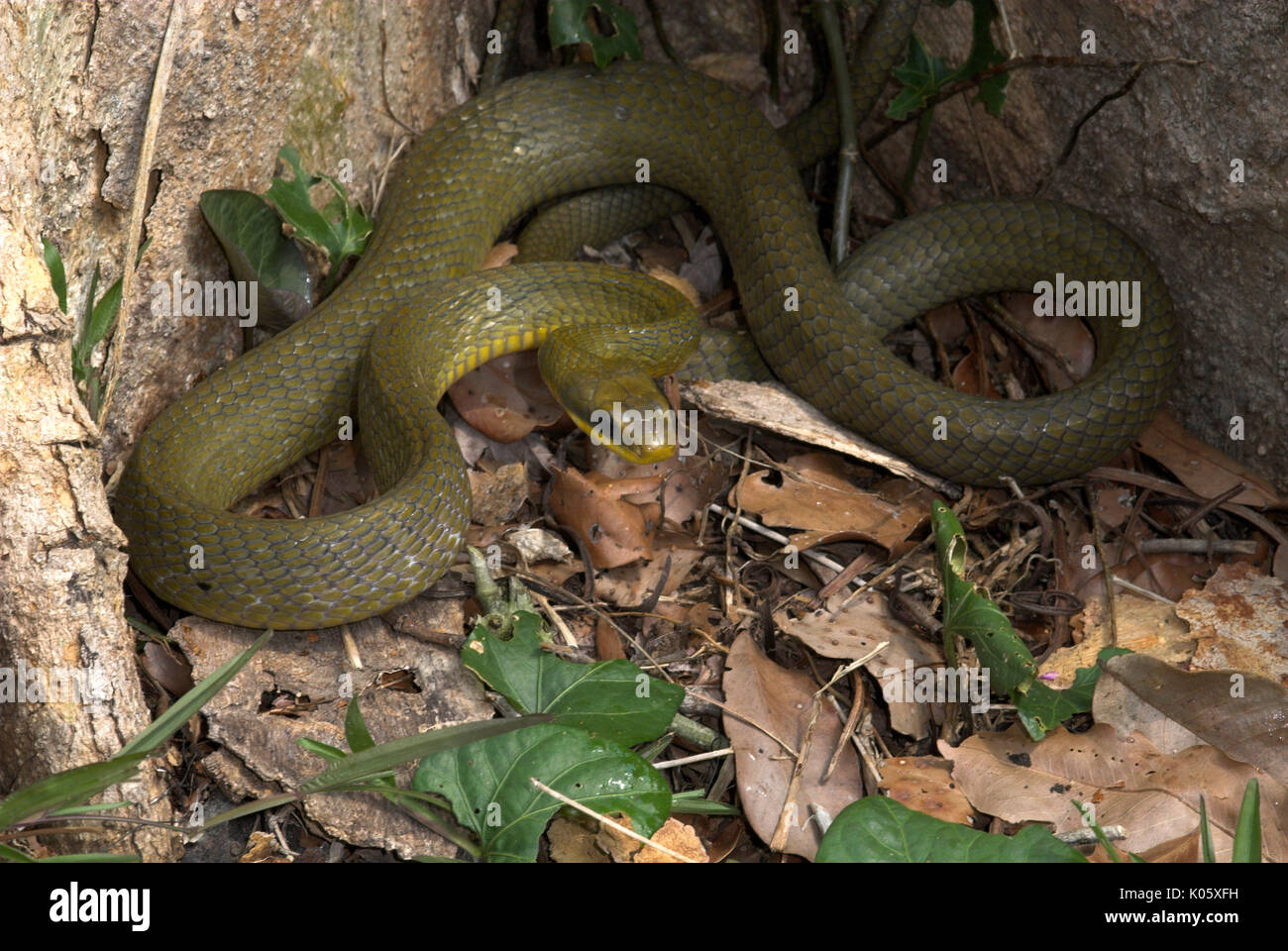 Grüne Ratte Schlange, Elaphe triapsis, Manu, Peru, durch Baum, Dschungel,  amazon Stockfotografie - Alamy