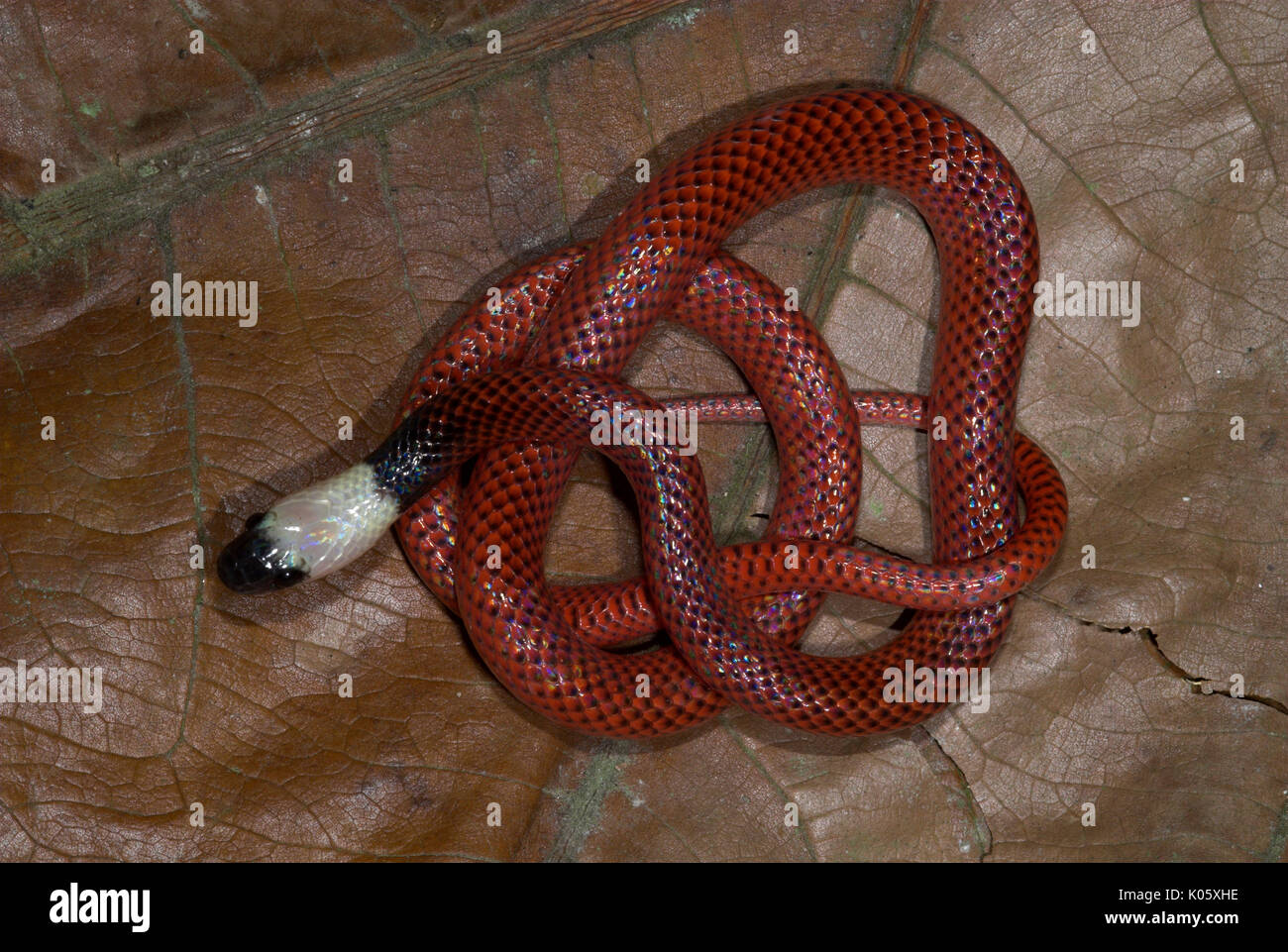 Amazon Ei essen Schlange, Drepanoides anomale, Iquitos, Peru, amazonien Urwald, gewellt auf Blatt. Stockfoto