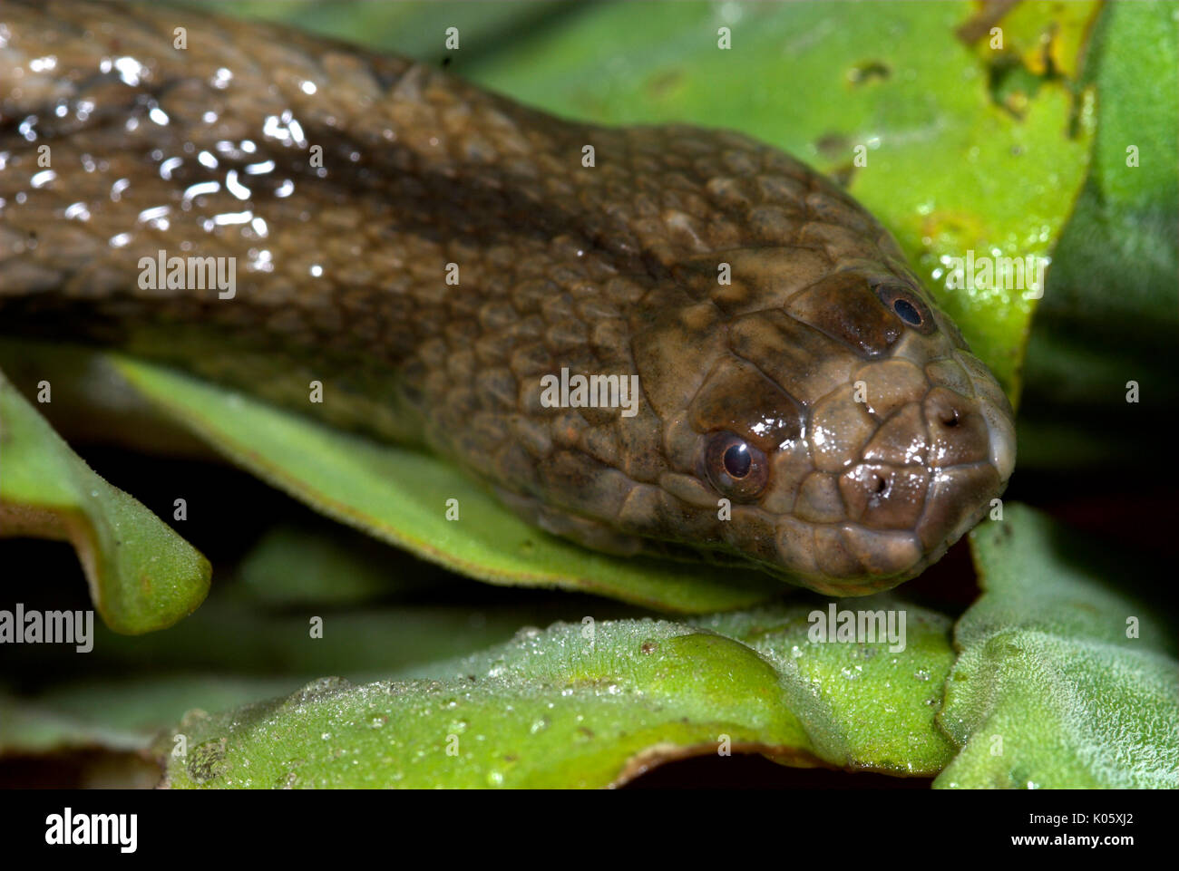 South American Water Snake, Helicops Polylepis, in Wasser, Iquitos, Peru, amazonien Urwald. Stockfoto