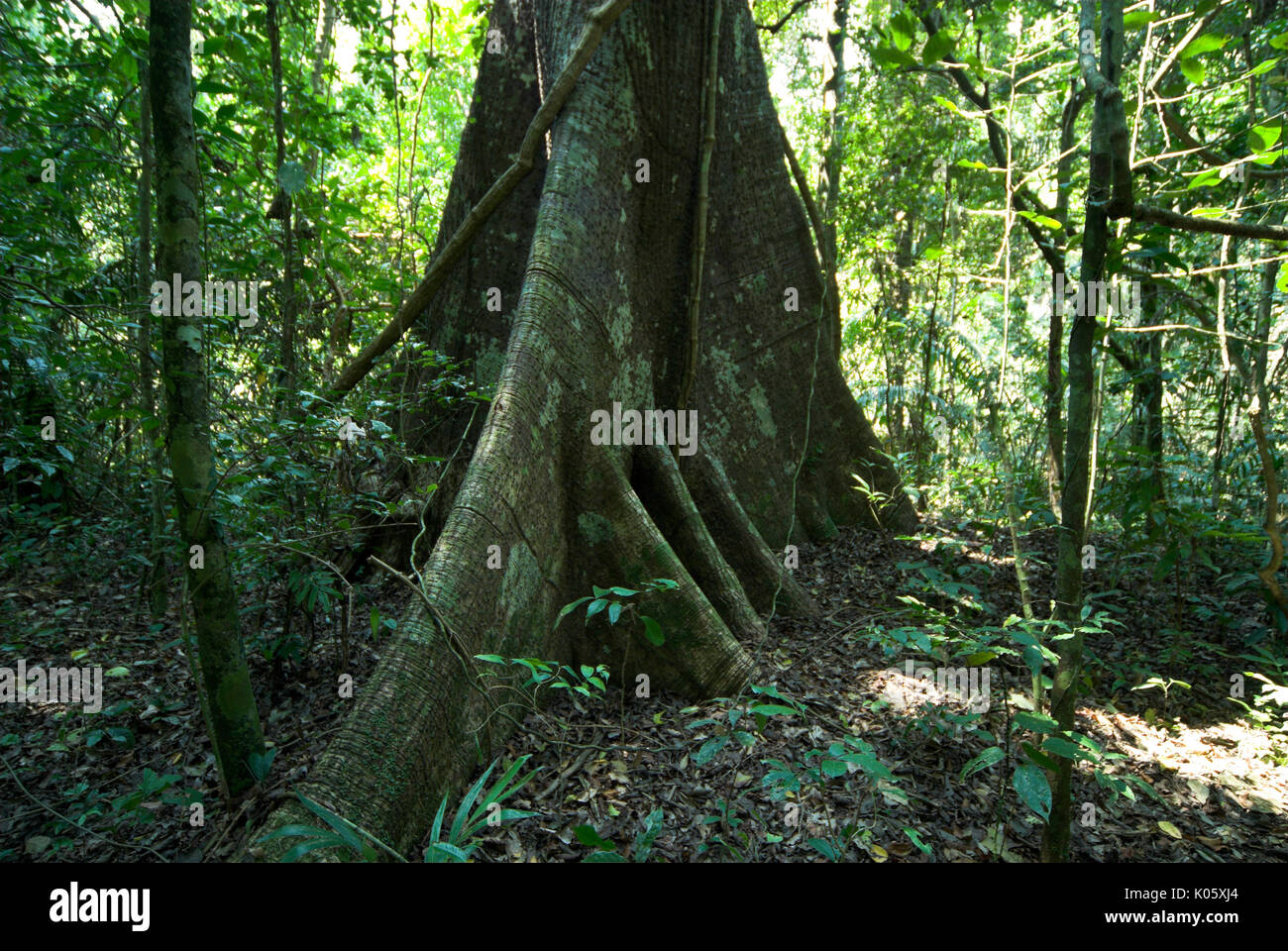 Stützpfeiler Baum und Wurzeln, Manu, Peru, tropischen Dschungel, Urwald Stockfoto