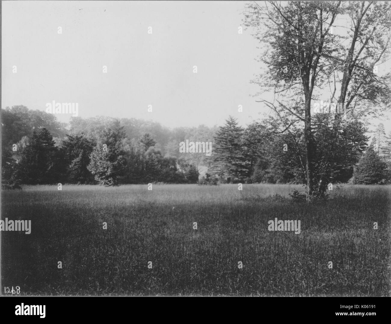 Anzeigen von unberührtem Land in der Nähe von Roland Park und Guilford, das Gras ist lang und es gibt Unkraut, Es gibt verschiedene Arten von Bäumen, die das Land in den Hintergrund, Baltimore, Maryland, 1910. Stockfoto