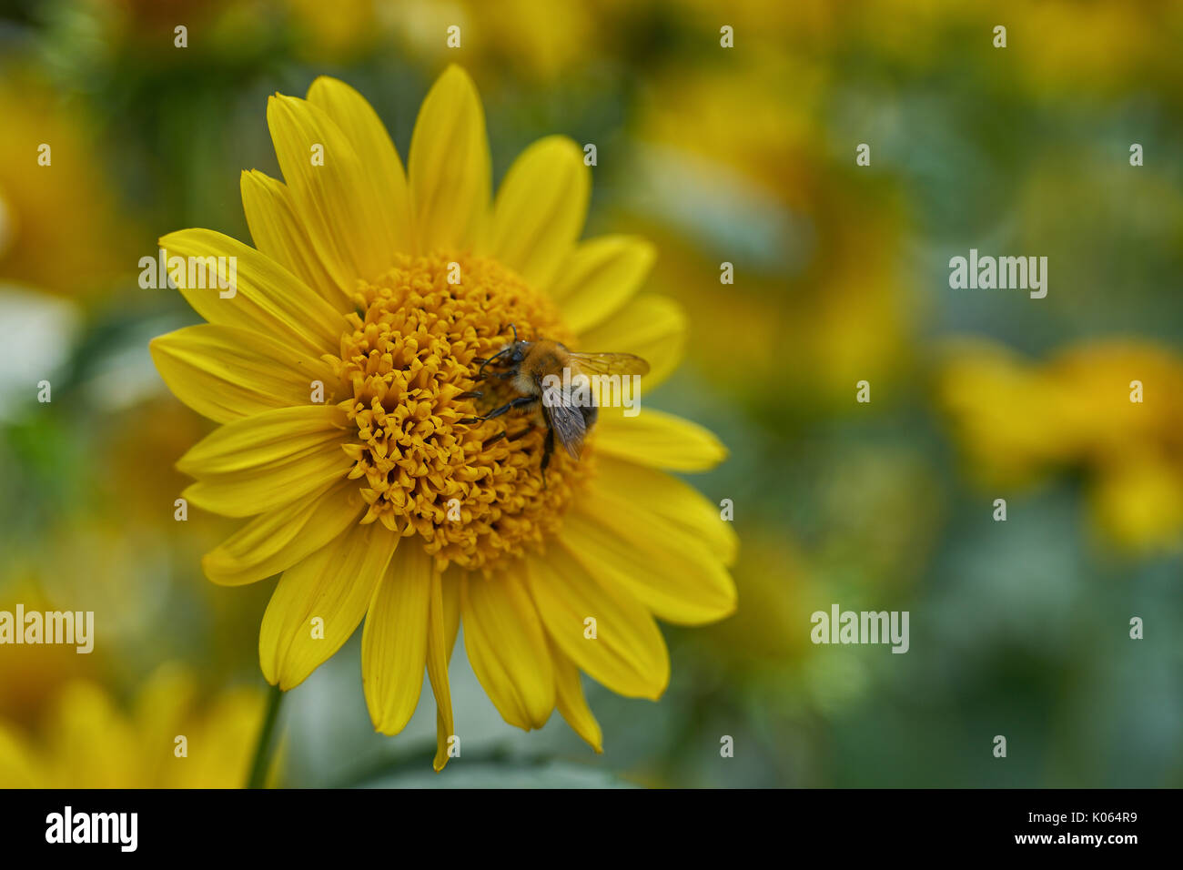 Gelbe Blume in voller Blüte Helianthus decapetalus Nahaufnahme thinleaf Sonnenblume thin-leaved Sonnenblume Stockfoto