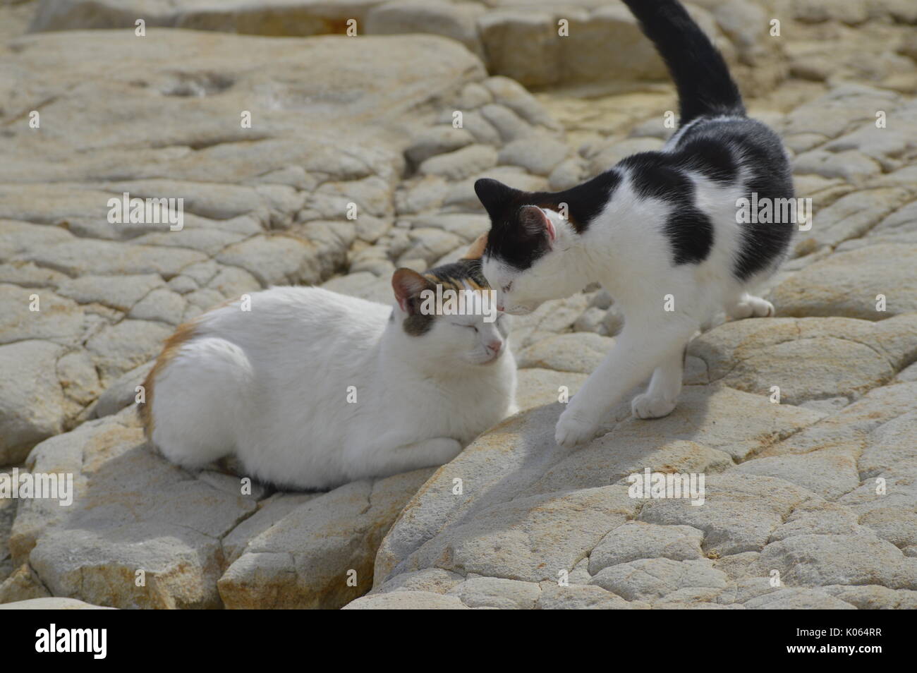 Zwei Katzen lieben. Athen, Griechenland Stockfoto