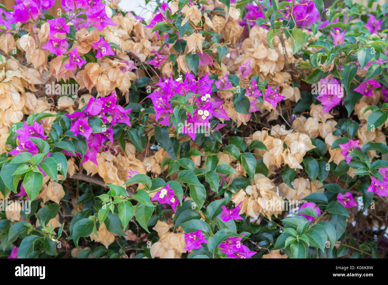 Bougainvillea getrocknete Braune toten Blumen unter neue Wachstums- und rosa Blüten Stockfoto