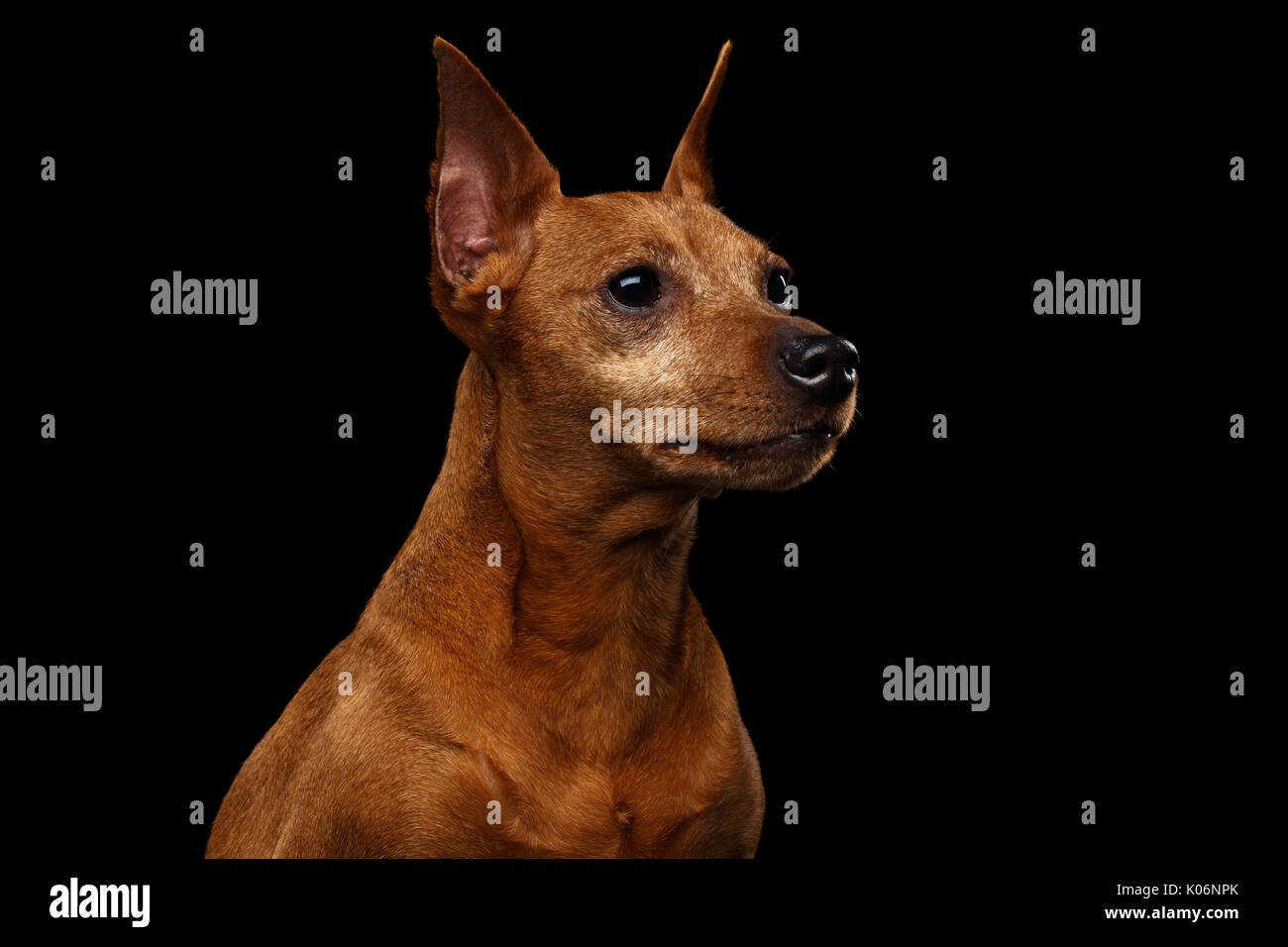 Zwergpinscher Hund auf Schwarz Stockfoto