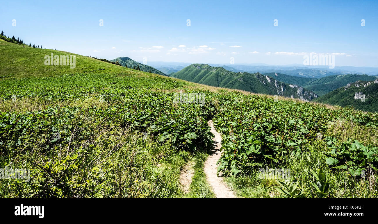 Wanderweg auf der Alm von Stohove sedlo zu Stoh Hügel mit teilweise felsigen Hügeln und blauem Himmel in der Mala Fatra Gebirge in der Slowakei geht Stockfoto