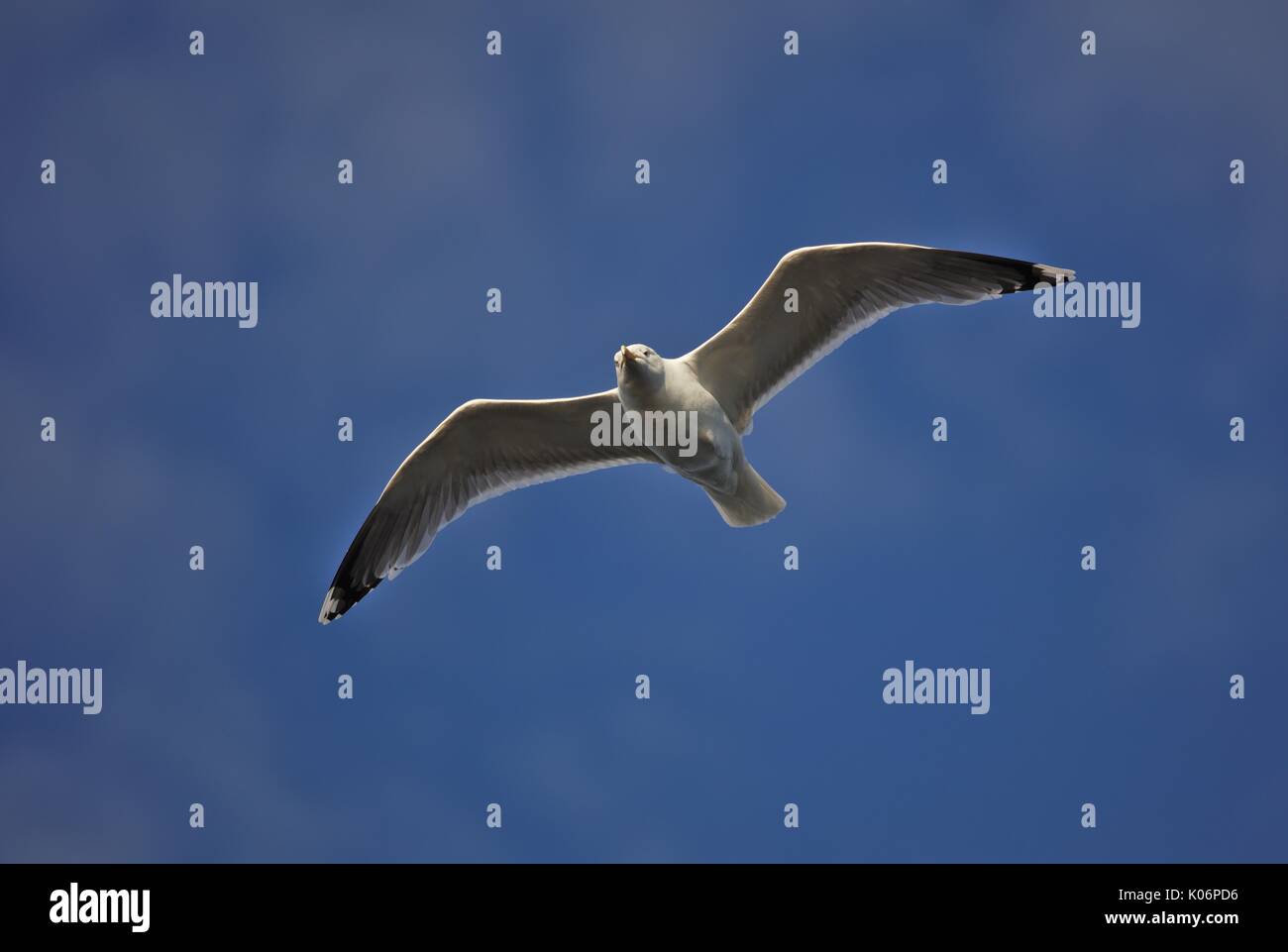 Gemeinsame Seagull (Larus canus) im Flug Stockfoto