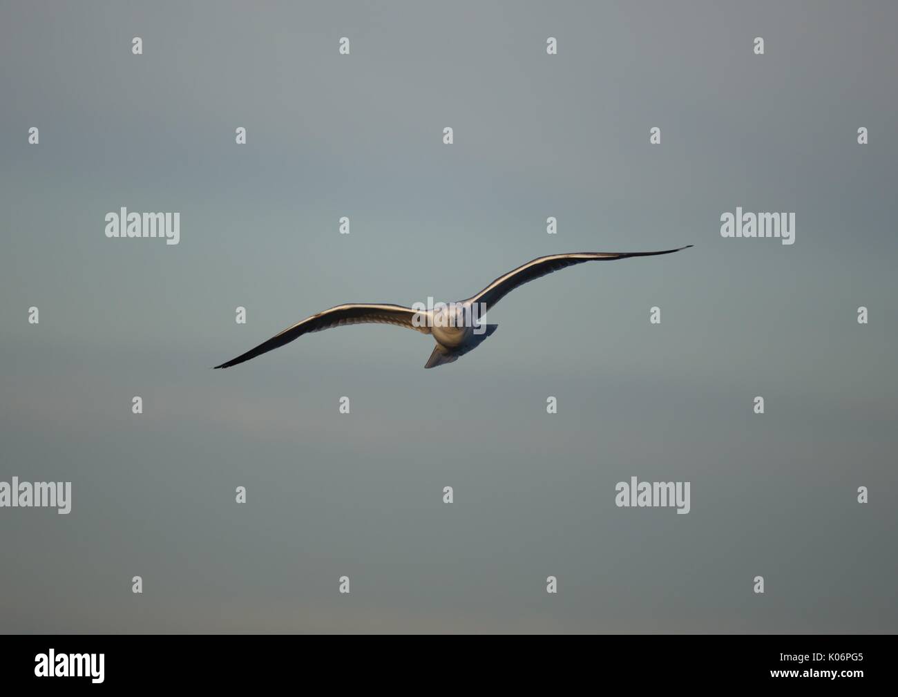 Gemeinsame Seagull (Larus canus) im Flug Stockfoto