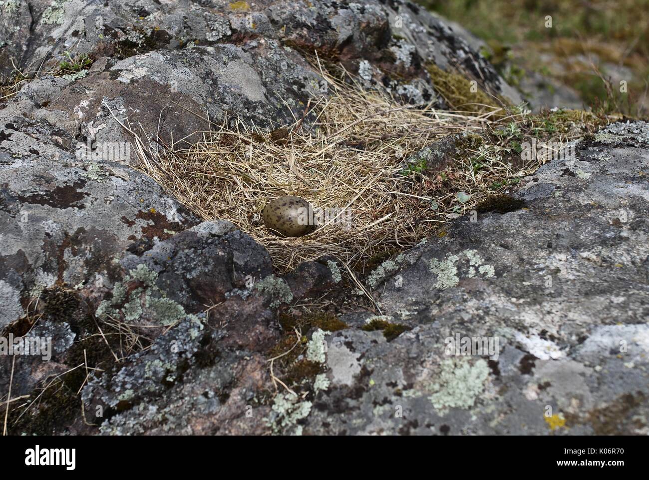 Nest einer gemeinsamen Möwe (Larus canus) mit einem einzigen Ei Stockfoto