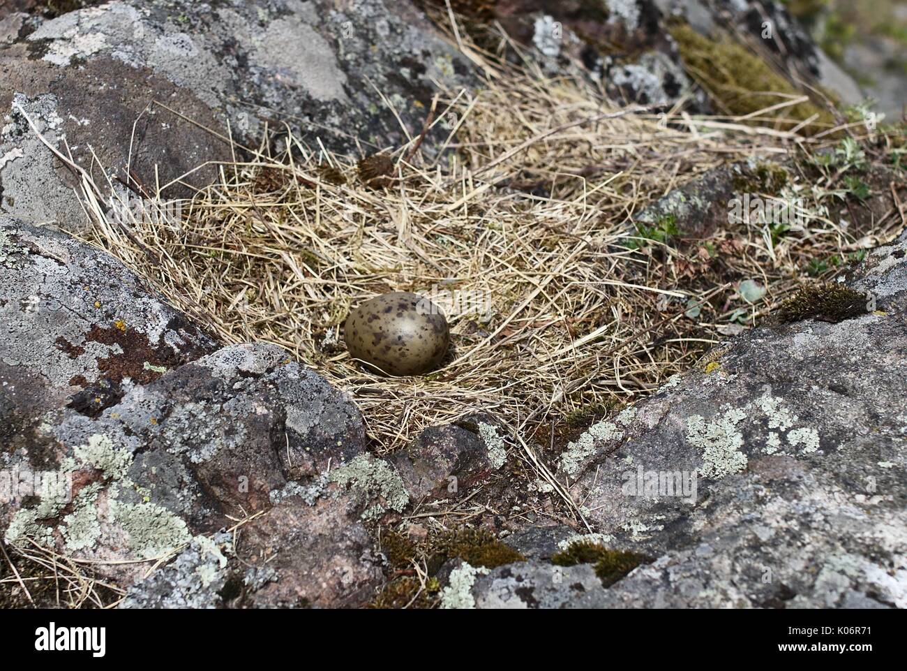 Nest einer gemeinsamen Möwe (Larus canus) mit einem einzigen Ei Stockfoto