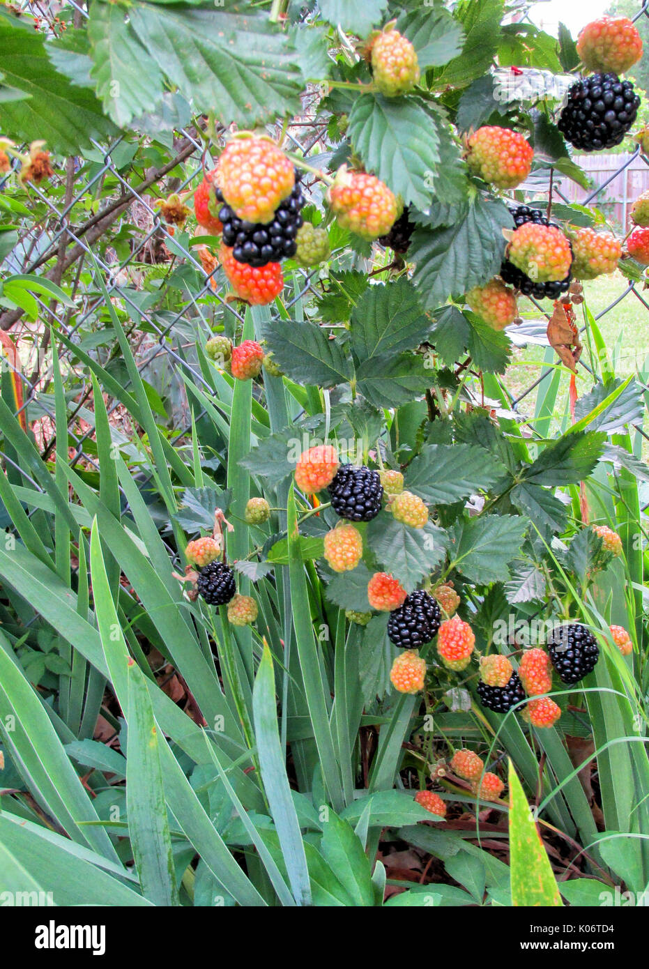 Reife Brombeeren auf einem Blackberry Strauch wächst an einem Gartenzaun in eine Iris Bett. Stockfoto