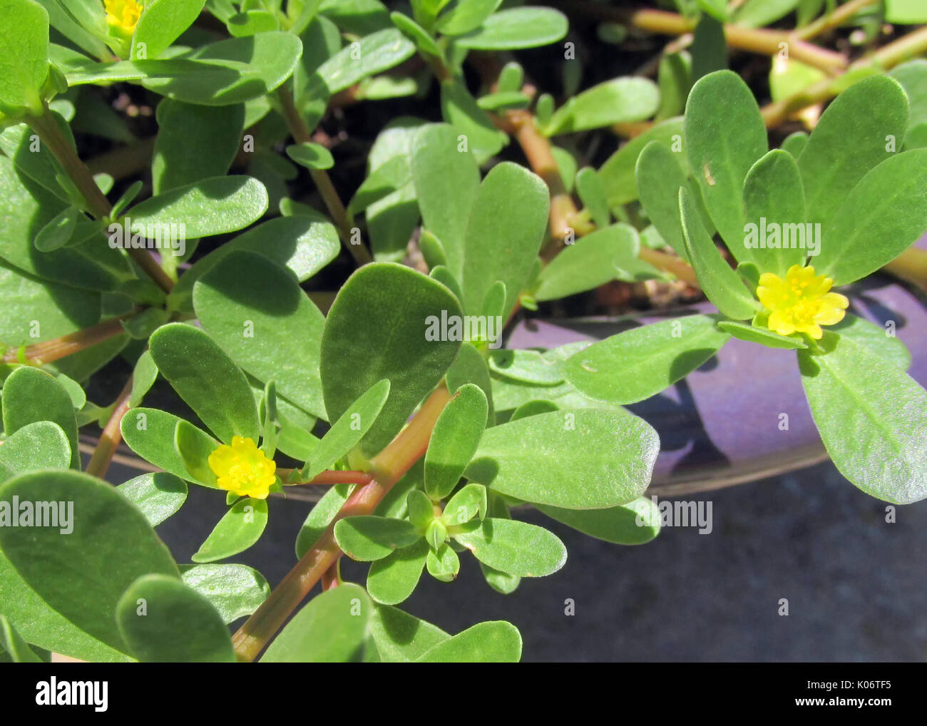 Eine Nahaufnahme der Gemeinsamen Portulak (Portulaca Oleracea) mit Schwerpunkt auf den Blättern und kleinen gelben Blüten. Stockfoto