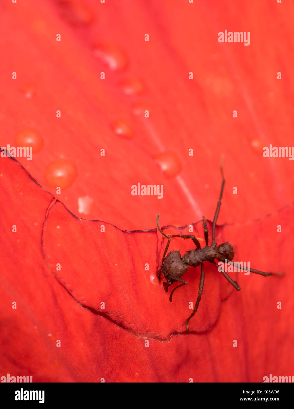 Große Rote Ameise auf einem nassen rote Blume Blütenblatt Stockfoto