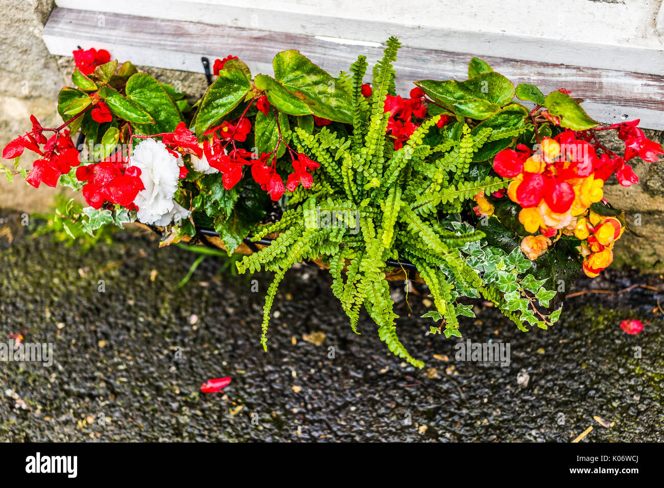 Bunte nass Blumendekoration auf Bürgersteig in Camden, Maine mit roter Begonien Blumen Stockfoto
