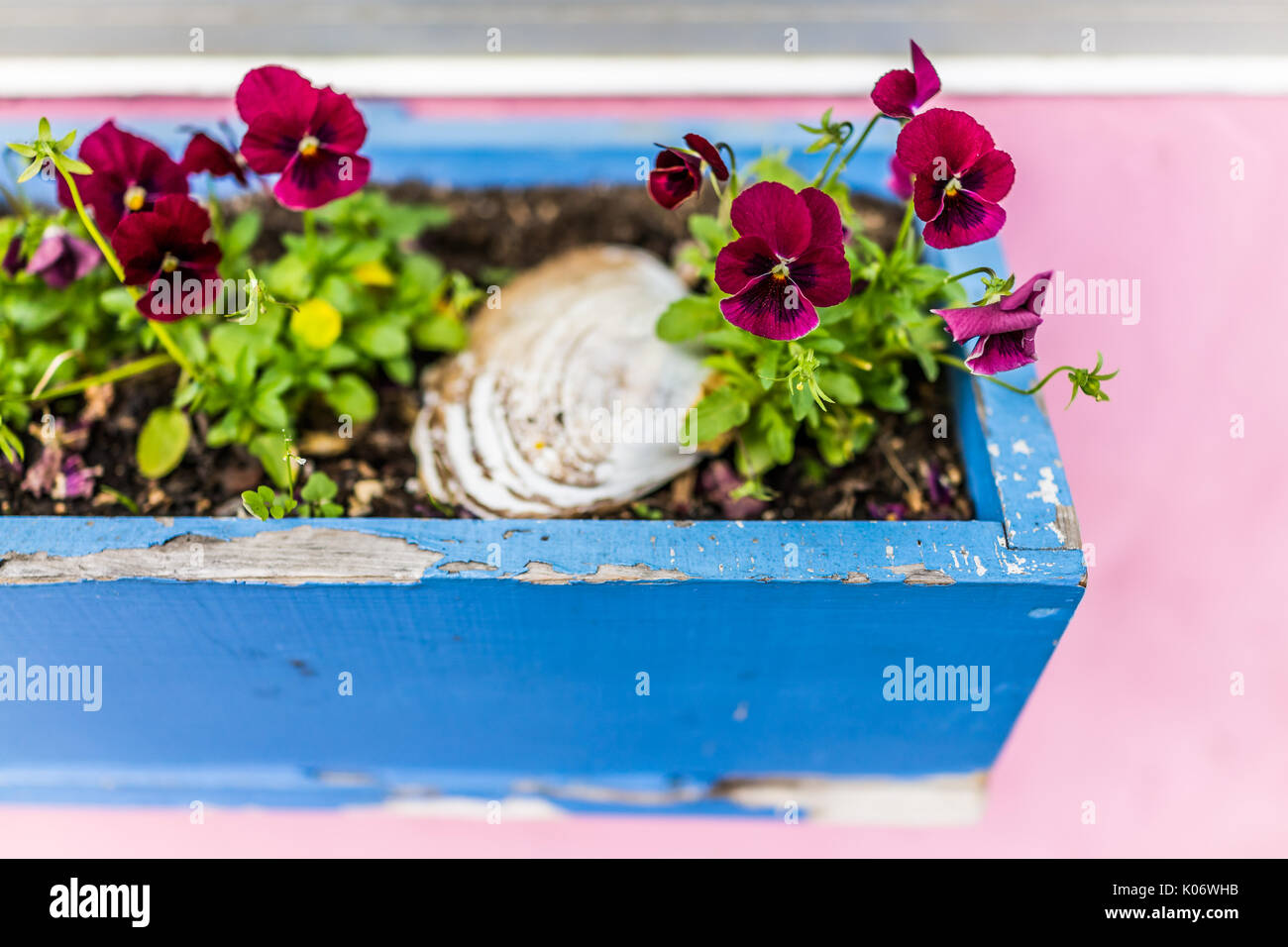 Bunte lila rot magenta Stiefmütterchen Blumen im Beet Kiste auf fensterbank von pink lackiert Haus Stockfoto