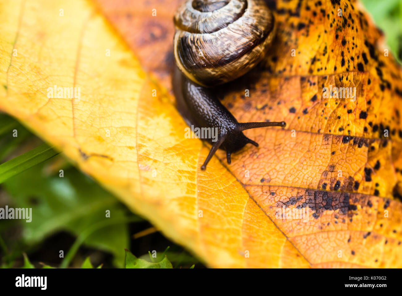 Kleine süße Schnecke kriecht auf Gelb Herbst Blatt in Gras im Garten. Schnecke mit braunen Schale, closeup Fotografie. Stockfoto