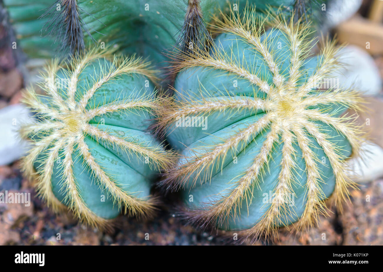 Cactus in der natürlichen Welt wächst, es ist Trockenheit resistenten Pflanzen gut unter extremer Energie stellt das menschliche Leiden vor den Unbilden der Natur Stockfoto