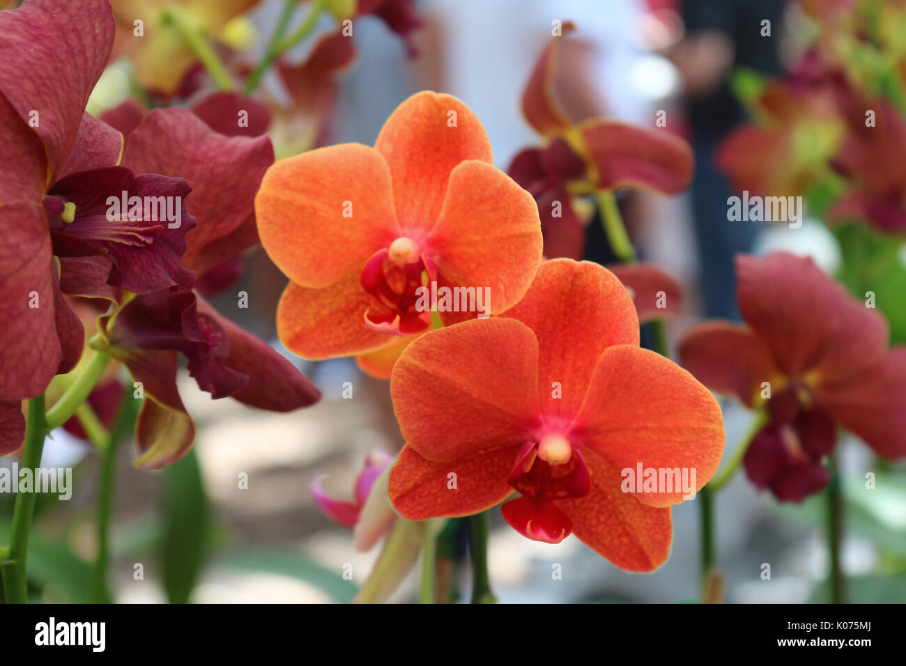 Orange Orchideen verkauft im Thai Tempel mit einem roten dunklen Hintergrund. Stockfoto