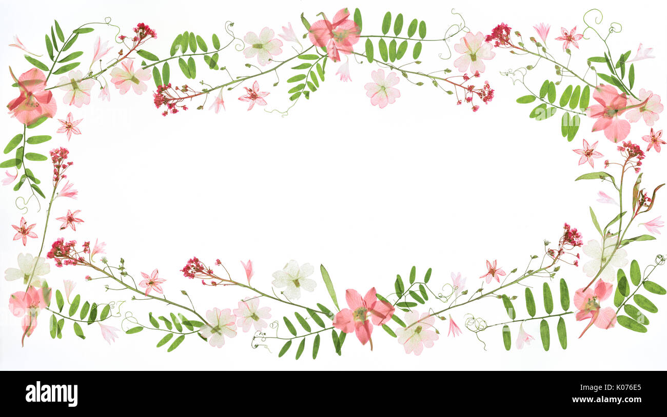 Floral frame auf weißem Hintergrund Stockfoto