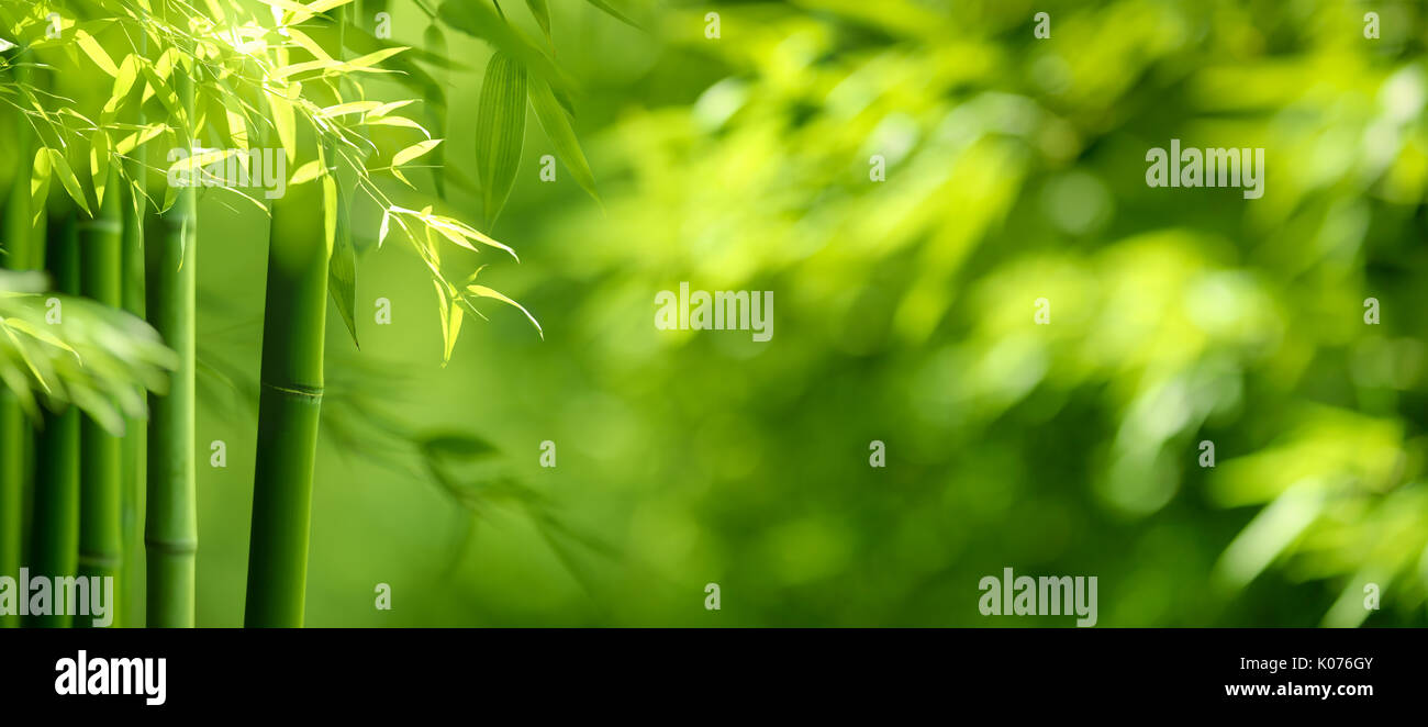 Bambuswald, grün Natur Hintergrund Stockfoto