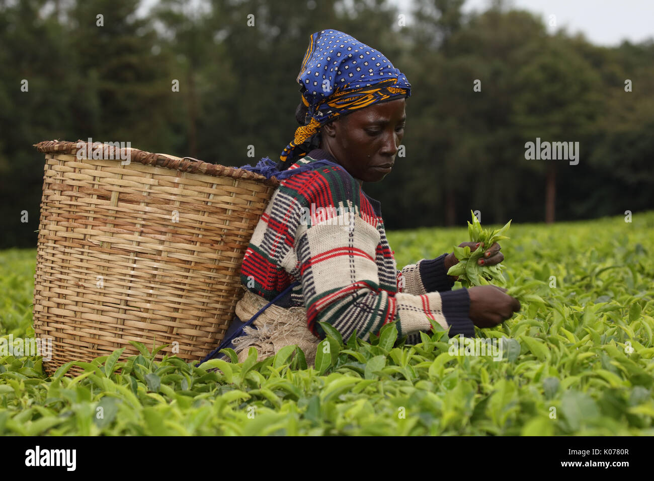 Kaffee pflücken, Kakamega Forest, Kenia, Tee als Puffer aus menschlichen Störungen auf dem boundariy der Gesamtstruktur verwendet Stockfoto