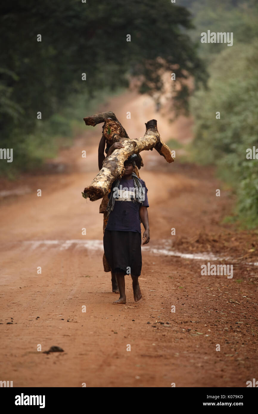 Frau, die Brennholz auf Kopf, Kakamega Forest, Western provinice, Kenia Stockfoto