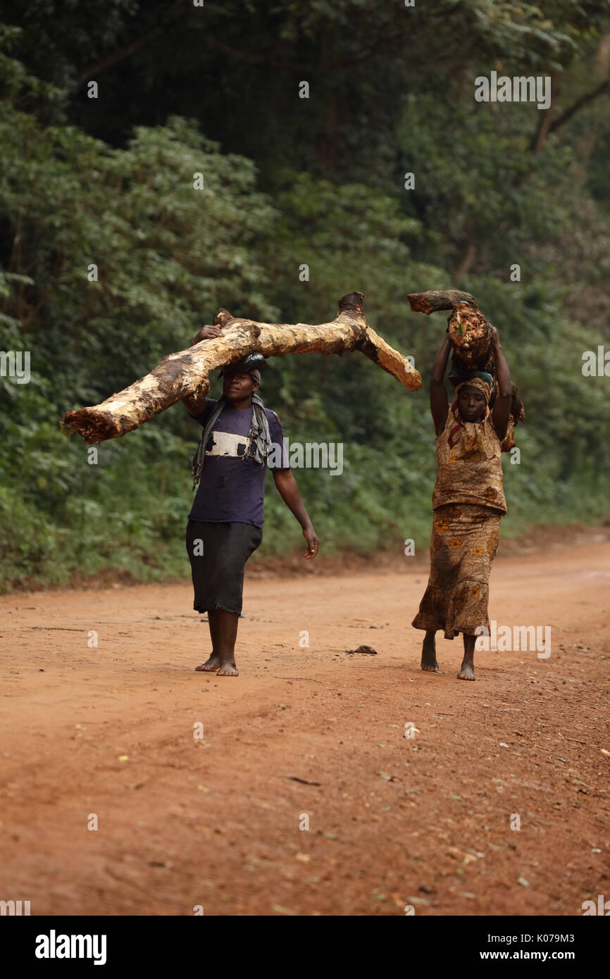 Frau, die Brennholz auf Kopf, Kakamega Forest, Western provinice, Kenia Stockfoto