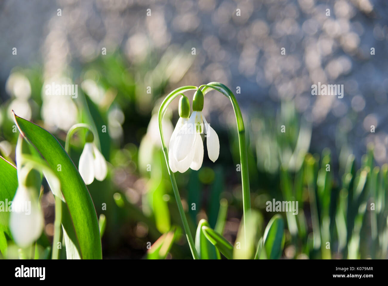 Schneeglöckchen zwei Frühling Blumen Stockfoto