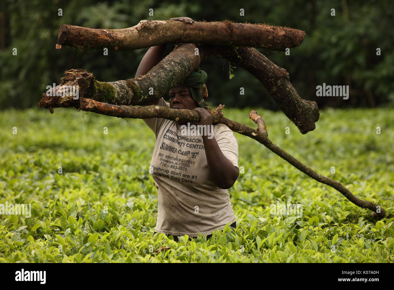 Frau, die Brennholz auf Kopf, Kakamega Forest, Western provinice, Kenia Stockfoto